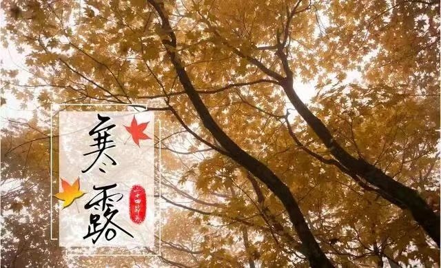 【二十四节气】今日寒露